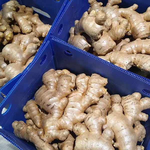 Bidh Margaidh Ginger Fresh a’ gabhail ri ùrachadh càileachd