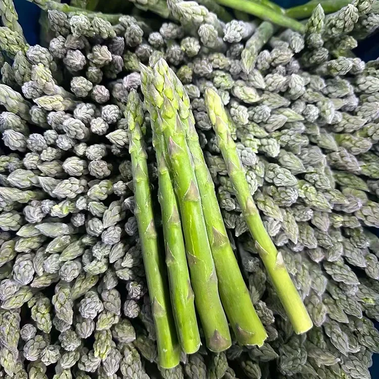 Asparagus uaine reòta taghte airson seirbheis bìdh cunbhalach agus solar tàthchuid