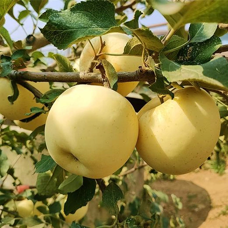 Ùbhlan Golden Delicious Ùra