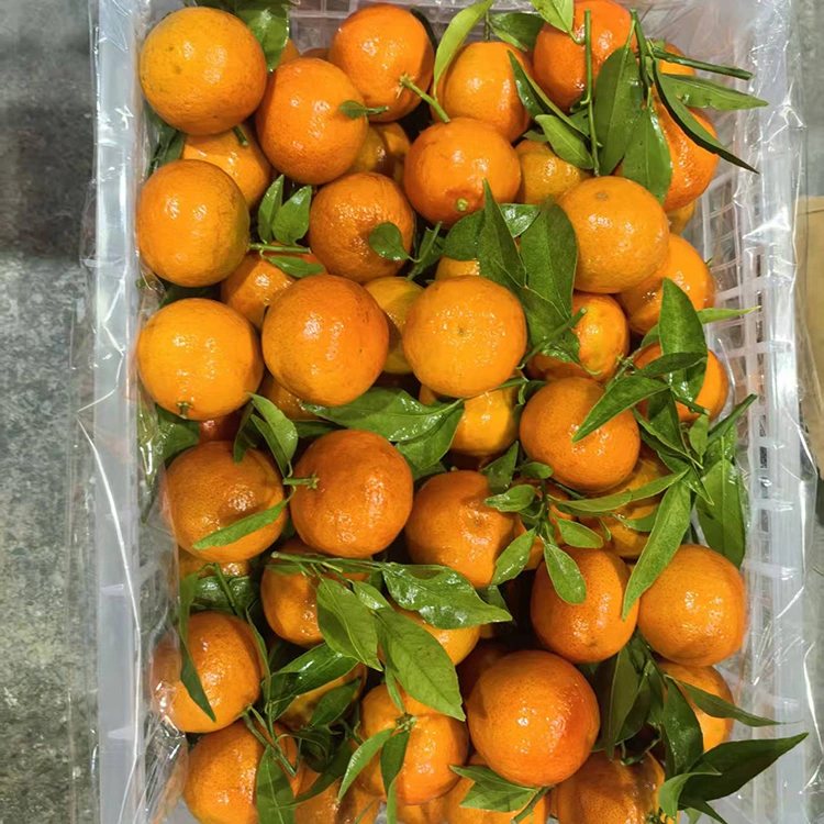 Mandarin mashui saor an asgaidh