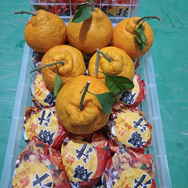 Mandarin Shiranui saor an asgaidh