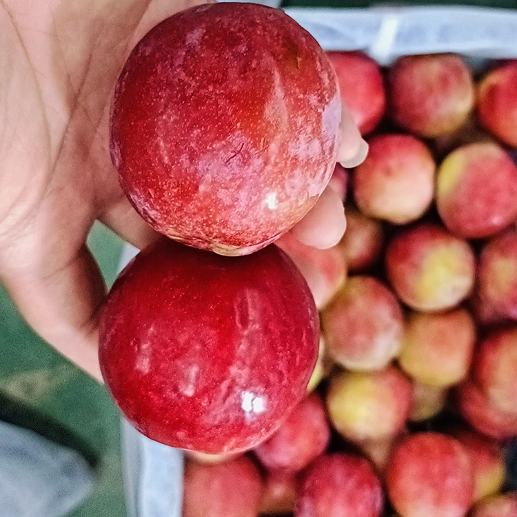 Plum Meiyi dearg milis ùr
