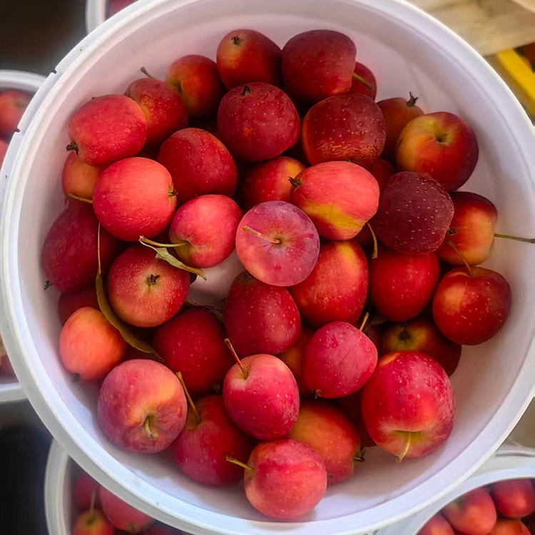 Apple Cherry Sìneach Àrd-ìre Bàrr Ùr