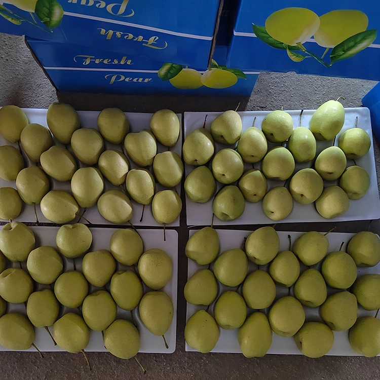 Nàdarrach Sweet Shandong pears