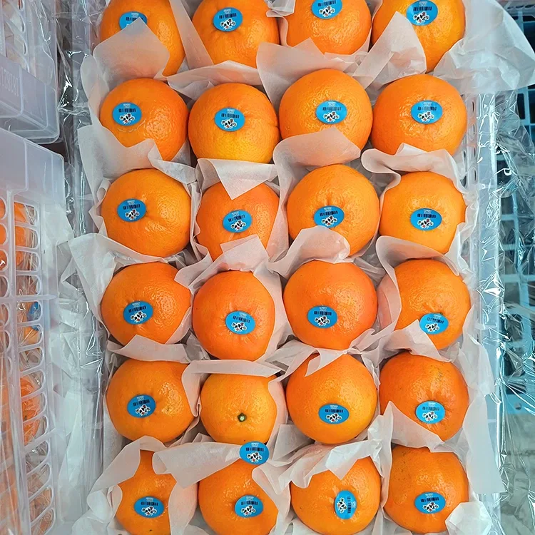 Mandarins Wogan Sweet Fresh Premium