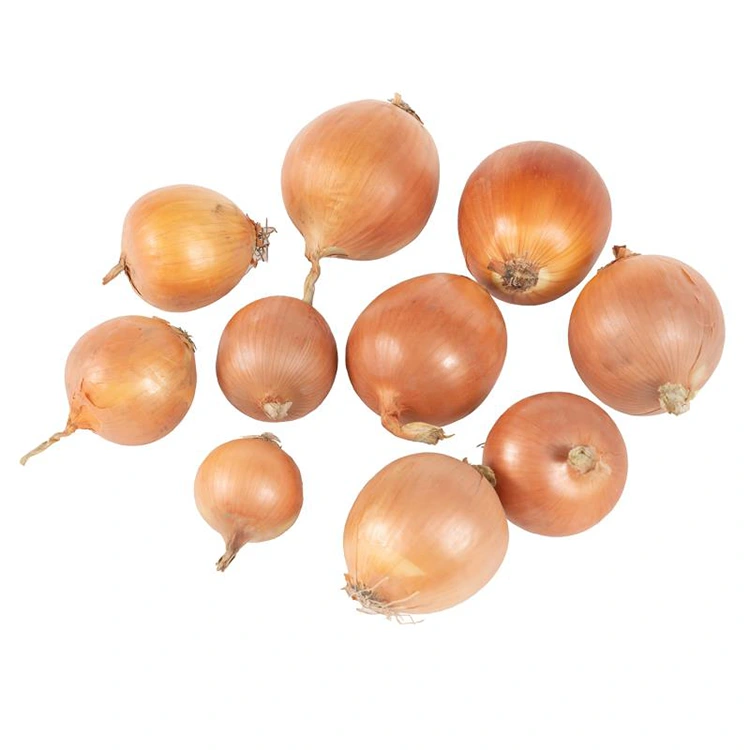 Oinniún buidhe ùr Premium